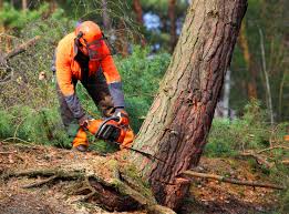 Best Stump Grinding and Removal  in Budd Lake, NJ