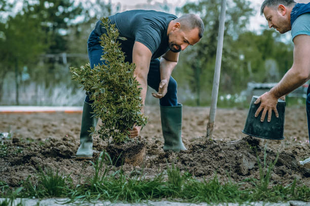 Best Root Management and Removal  in Budd Lake, NJ