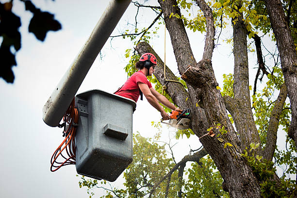 How Our Tree Care Process Works  in  Budd Lake, NJ